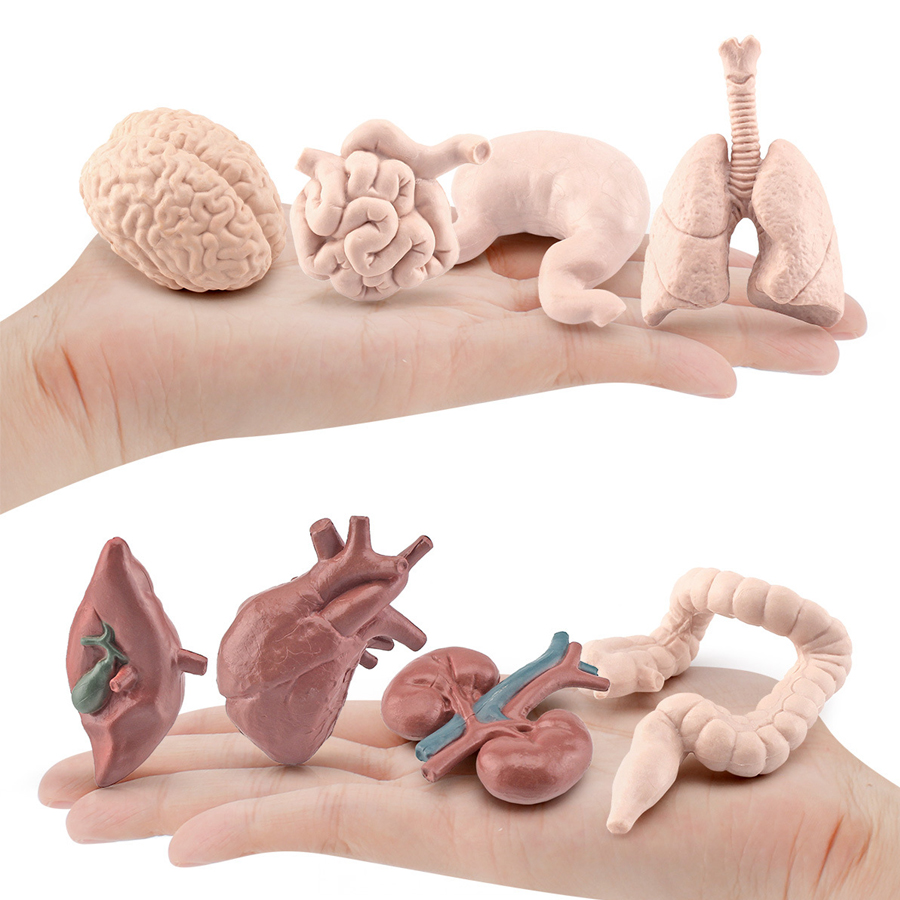 Realistic Human Organs Ancient – обзор и цена Kids Toys Egypt
